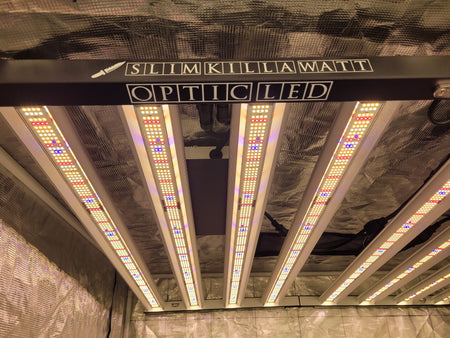 New! Slim Killa Watt Bloom - 4,400+ LEDs