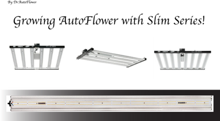 Growing Autoflowers With Slim Series