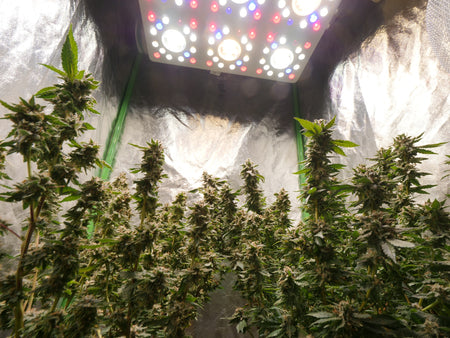 Fall Is The Perfect Seaon For Indoor Gardening