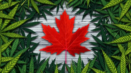 Will It Be Survival Of The Fittest In The Canadian Legal Cannabis