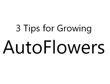 3 Tips For Growing Autoflowers