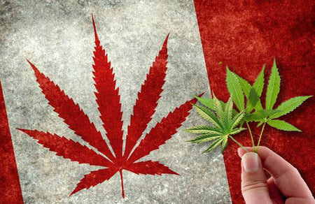 The Legalization Of Quality Cannabis Will Change The Canadian Market