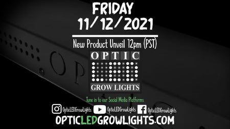 New Lights Unveiling this Friday Nov 12